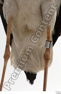 Black stork leg tail 0001.jpg